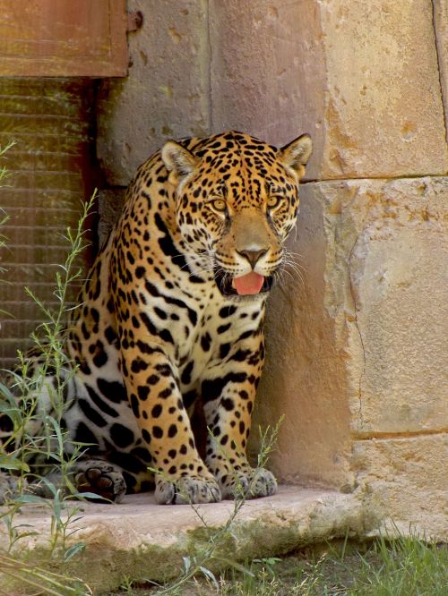 Jaguar, Dėmės, Kačių, Kailis, Gyvūnas, Laukiniai, Plėšrūnas, Pastebėtas, Zoologijos Sodas, Kamufliažas, Oda, Spausdinti, Džiunglės, Žinduolis, Didelis, Mėsėdis, Leopardas, Katė, Natūralus, Safari