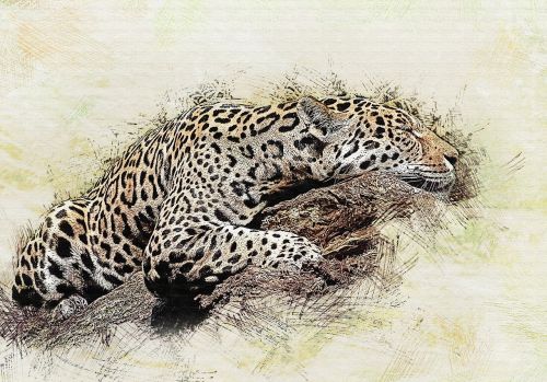 Jaguar, Katė, Plėšrūnas, Laukinis Katinas, Grobio Žvėris, Gyvūnas, Iš Arti, Zoologijos Sodas