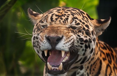 Jaguar, Panthera Onca, Dėmės, Aštri Agresyvus, Snarl, Grėsmingas