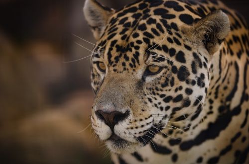Jaguar, Panthera Onca, Akys, Džiunglės, Kačių, Laukinė Gamta, Geltona