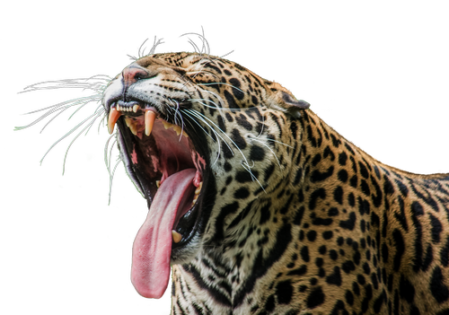 Jaguar,  Predator,  Dykuma,  Zoo,  Gyvūnijos Pasaulyje,  Mėsėdžiai,  Žinduolis,  Katė,  Laukinių,  Pobūdį,  Pavojinga,  Laukinė Katė
