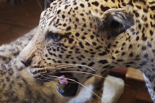 Jaguar,  Žvėris,  Gyvūnas,  Predator,  Galvos,  Katė,  Zoologijos Sodas,  Gyvūnai,  Nosies,  Kailiai,  Iš Arti