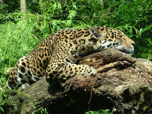 Jaguar, Kačių, Miegoti, Jaguar Moteris, Poilsis, Gyvūnas
