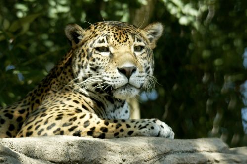 Jaguar,  Didelis & Nbsp,  Katinas,  Dėmės,  Plėšrūnas,  Laukinė Gamta,  Pietų Amerika,  Jaguar On Rock