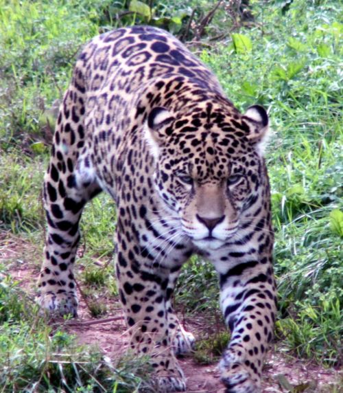 Jaguar,  Jaguar