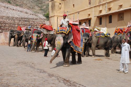 Jaipur, Fortas, Drambliai, Rajasthan, Pachyderm, Indija, Važiuoti