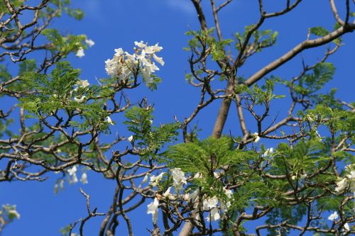 Jacaranda, Medis, Gėlės, Balta, Dangus, Mėlynas