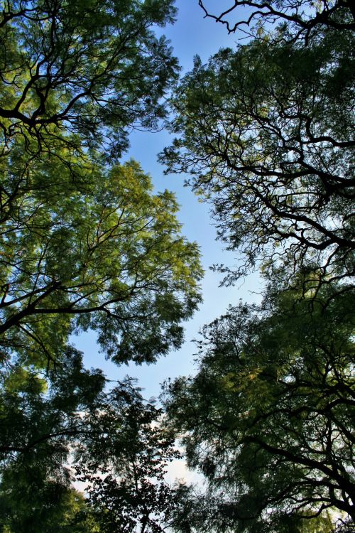 Medžiai,  Jacaranda,  Lapija,  Žalias,  Pridėtinės Išlaidos,  Jacaranda Medžiai Pasiekia Aukštyn