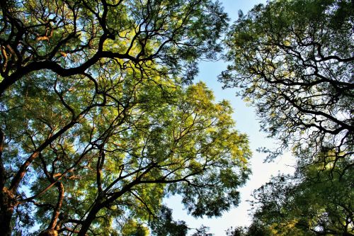Medžiai,  Jacaranda,  Lapija,  Žalias,  Pridėtinės Išlaidos,  Jacarandas Susitikimas