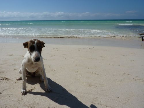 Jamaika, Šuo, Papludimys