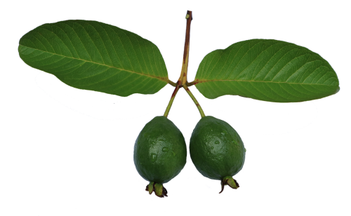 Jambu Biji, Guava, Lapai, Žalias, Gvajavos Png