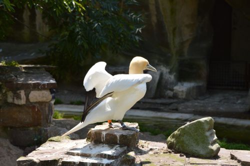 Gannet,  Paukštis,  Vanduo & Nbsp,  Paukštis,  Gyvūnas,  Gamta,  Artis,  Amsterdamas,  Holland,  Saulė,  Gannet 2