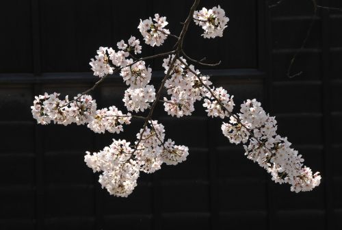 Japonija, Vyšnių Žiedų, Vyšnia, Gėlės, Rožinis, Sakura