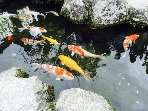 Japonija, Fukuoka, Jin Li, Žuvis, Tvenkinys, Karpis
