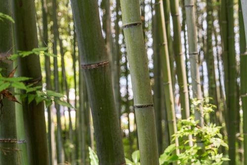 Japonija, Arashiyama, Bambuko Miškas, Iš Arti, Medžiai, Kyoto, Gamta, Saulės Šviesa, Kelionė, Pritraukimas, Miškas, Asian, Žalias, Turizmas, Idiliškas, Orientyras, Japanese