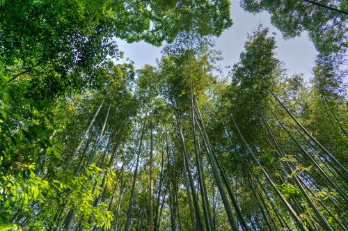 Japonija, Arashiyama, Bambuko Miškas, Dangus, Žalias, Kyoto, Orientyras, Idiliškas, Pritraukimas, Miškas, Turizmas