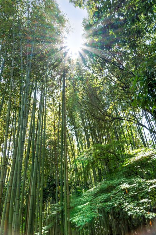Japonija, Arashiyama, Bambuko Miškas, Sunstar, Žalias, Kyoto, Orientyras, Pritraukimas, Turizmas, Saulės Šviesa, Turistinis, Kelionė, Idiliškas, Spinduliai