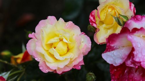 Japonija, Rožė, Gėlės