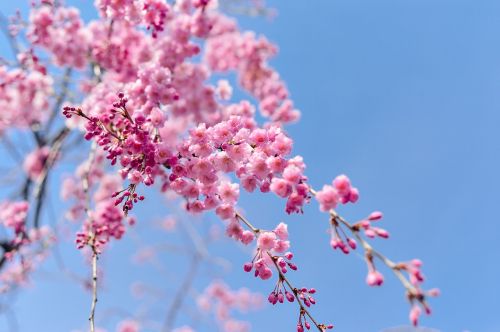 Japonija, Kraštovaizdis, Pavasaris, Augalas, Mėlynas Dangus, Vyšnia, Gėlės, Natūralus, Arboretum, Rožinis