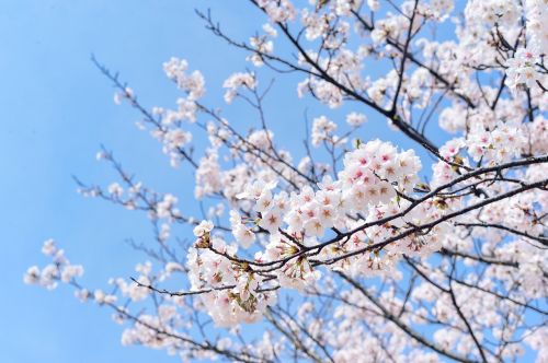 Japonija, Kraštovaizdis, Pavasaris, Augalas, Mėlynas Dangus, Vyšnia, Gėlės, Natūralus, Arboretum, Rožinis, Balta