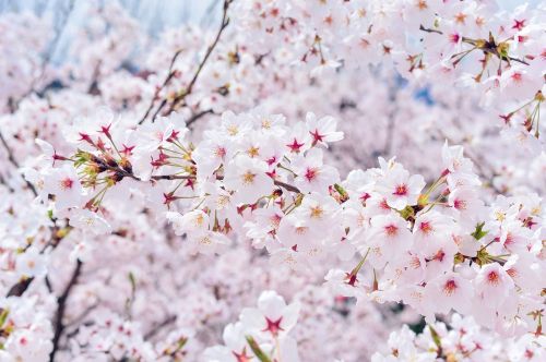 Japonija, Kraštovaizdis, Pavasaris, Augalas, Vyšnia, Gėlės, Natūralus, Arboretum, Rožinis, Balta, Pilnai Žydėti