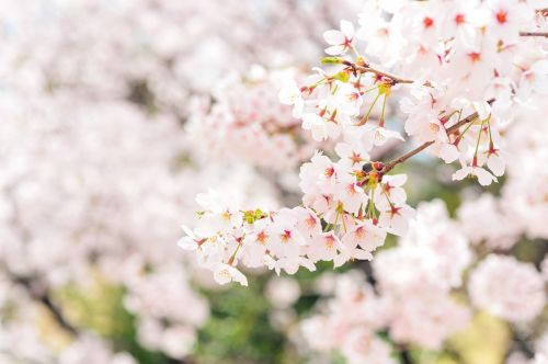 Japonija, Kraštovaizdis, Pavasaris, Augalas, Vyšnia, Gėlės, Natūralus, Arboretum, Rožinis, Balta, Žalias
