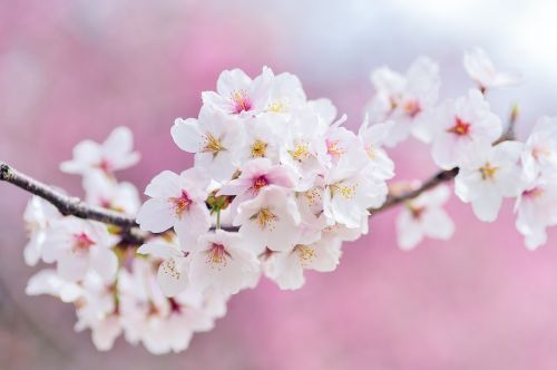 Japonija, Kraštovaizdis, Pavasaris, Augalas, Vyšnia, Gėlės, Natūralus, Arboretum, Rožinis, Balta
