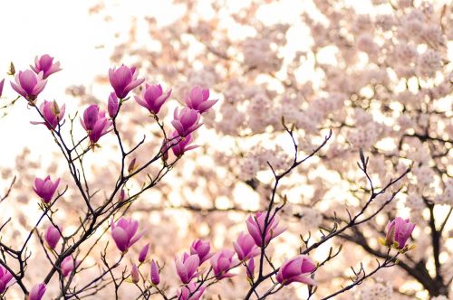 Japonija, Kraštovaizdis, Pavasaris, Augalas, Gėlės, Natūralus, Arboretum, Magnolija, Rožinis, Vyšnia