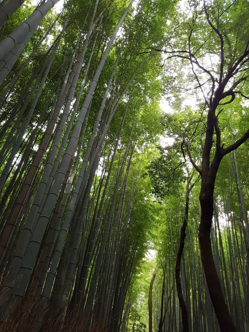 Japonija, Vs Gira Japonų Bambuko Miškas