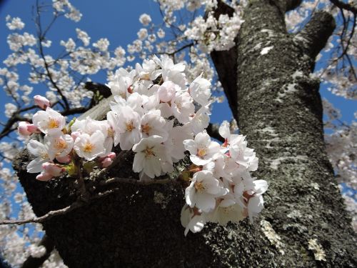 Japonija, Vyšnia, Pavasaris, Vyšnių Žiedų Peržiūra, Natūralus, Pilnai Žydėti