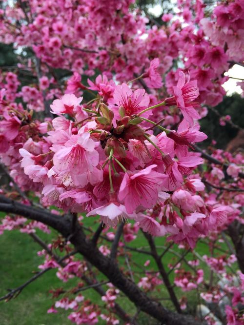 Japonija, Sakura, Gėlė, Pavasaris, Vyšnia, Japonų Vyšnios
