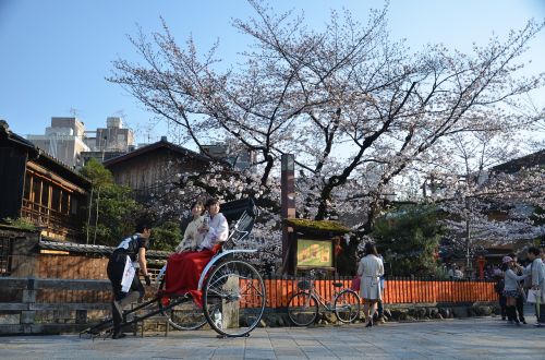 Japonija, Kyoto, Sakura, Pavasaris