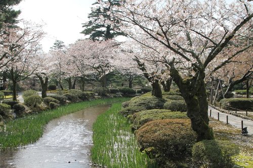 Japonija,  Kelias,  Vandens,  Gėlė,  Sakura,  Gražus