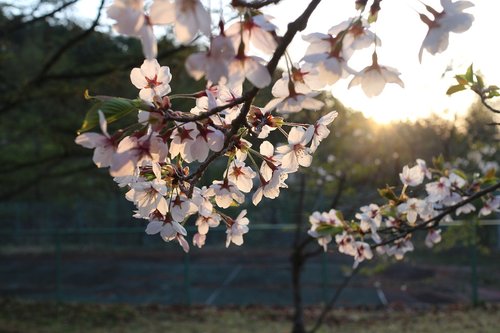 Japonija,  Vyšnių Žiedas,  Sunrise,  Saulė,  Nekilnojamojo Sakura,  Ryte Saulė