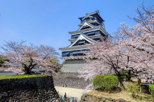 Japonija, Kumamoto, Kumamoto Pilis, Pilis, Pastatas, Architektūra, Pavasaris, Vyšnia