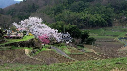 Japonija, Vyšnia, Kaimas, Pavasaris, Vyšnių Žiedas, Yamada Ryžių Laukai