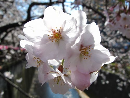 Hanabanas,  Uchigas,  Sakura