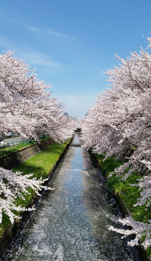 Japonija, Vyšnių Žiedų, Mėlynas Dangus, Srautas, Sakura, Gamta, Miestas