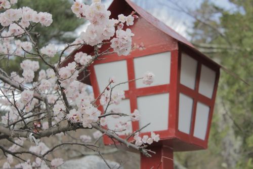 Japonija, Sakura, Vyšnių Žiedų, Žiedas, Gamta, Pavasaris, Medis, Gėlė, Asija, Gražus