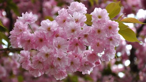 Japonijos Vyšnios, Pavasaris, Žydintis Medis
