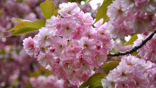 Japonijos Vyšnios, Pavasaris, Žydintis Medis