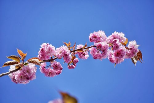 Japonijos Vyšnios Medis, Medis, Gėlės, Japonų Vyšnios, Dekoratyvinis, Dekoratyviniai Medžiai, Filialas, Dangus, Žydėjimas, Botanika, Flora