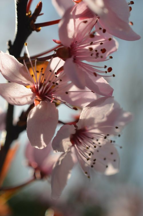 Japanese, Vyšnių Žiedas, Pavasario Gėlės, Japonų Vyšnios, Gėlės, Pavasaris, Rožinis