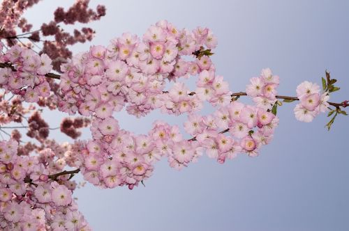 Japanese, Vyšnių Žiedas, Japonų Vyšnios, Ornamentinis Vyšnia, Medis, Rožinis, Spalvinga, Pavasaris