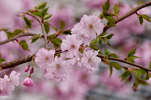 Japonų Vyšnios, Rožinis, Medis, Prunus Serrulata, Pavasaris