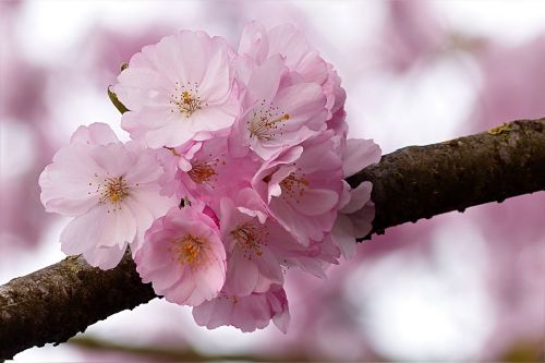 Japonų Vyšnios, Rožinis, Medis, Prunus Serrulata, Pavasaris
