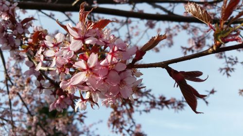 Japonų Vyšnios, Vyšnia, Gėlės, Kirvis, Mūsų, Pavasario Požymiai, Gegužė
