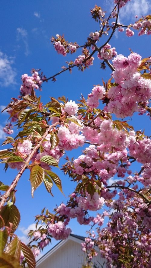 Japonų Vyšnios, Medis, Gamta, Vasara, Pavasaris, Saulėtas, Gėlės, Rožinis