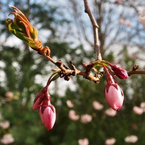 Japonijos Vyšnių Žiedų,  Bud,  Background Umbels,  Rožinis,  Pavasaris,  Japonijos Vyšnių Medžiai