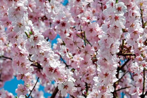 Japonų Vyšnios, Gėlės, Rožinis, Medis, Gėlių Medis, Pavasaris, Japonų Žydinčių Vyšnių, Žydėjimo Laikas, Vyšnių Žiedas, Spalva, Spalvinga, Filialas